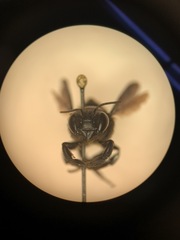 Megachile xylocopoides