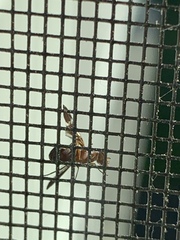 Delphinia picta