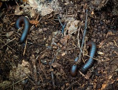 Narceus americanus