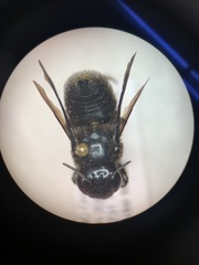 Megachile xylocopoides
