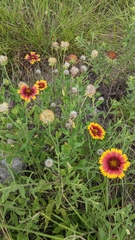 Gaillardia