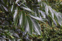Meliosma rhoifolia