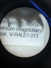 Megachile xylocopoides