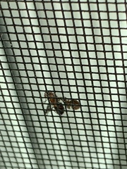 Delphinia picta