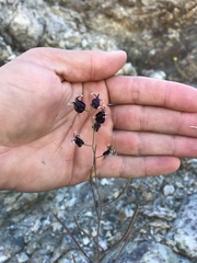 Streptanthus glandulosus niger