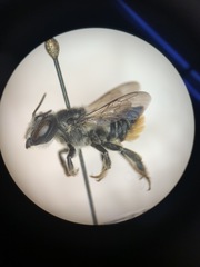 Megachilinae