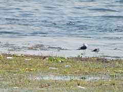 Himantopus himantopus