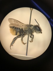 Megachilinae