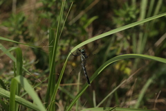 Orthetrum albistylum speciosum