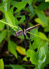 Libellula pulchella