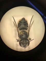 Megachilinae