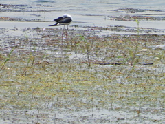 Himantopus himantopus