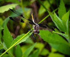 Libellula pulchella