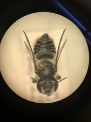 Megachilinae