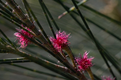 Casuarina cunninghamiana