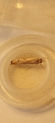 Agriphila geniculea