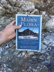 Streptanthus glandulosus niger