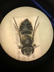 Megachilinae