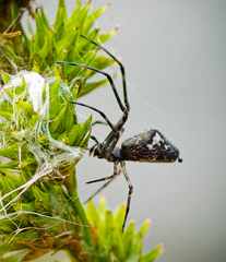 Tetragnathidae
