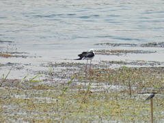 Himantopus himantopus