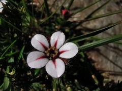 Adenandra
