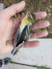 Setophaga fusca