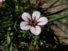 Adenandra