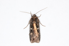 Actebia fennica