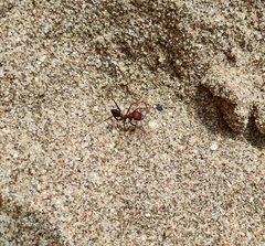 Cataglyphis nodus