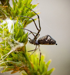 Tetragnathidae
