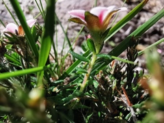 Adenandra