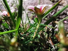 Adenandra