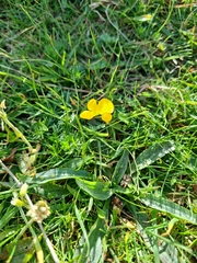Lotus corniculatus
