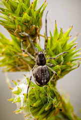 Tetragnathidae