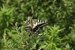 Papilio machaon hippocrates