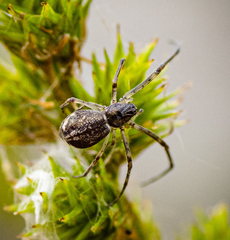 Tetragnathidae