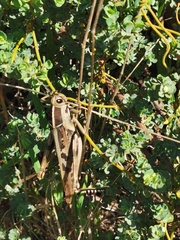 Acanthacris ruficornis