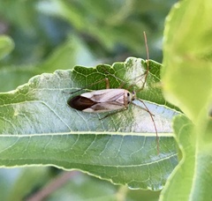Adelphocoris