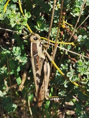 Acanthacris ruficornis