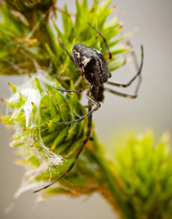 Tetragnathidae