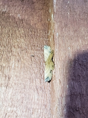 Euchlaena johnsonaria