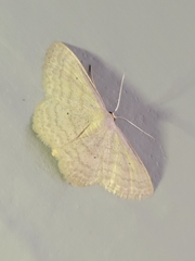 Scopula inductata