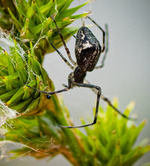 Tetragnathidae