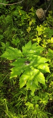 Heracleum dissectum