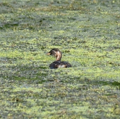 Tachybaptus ruficollis