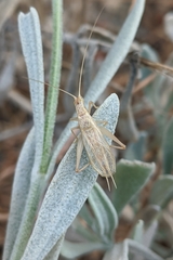 Oecanthus pellucens