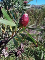 Leucadendron macowanii