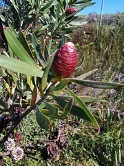 Leucadendron macowanii