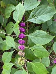 Callicarpa americana