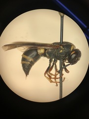 Euodynerus hidalgo